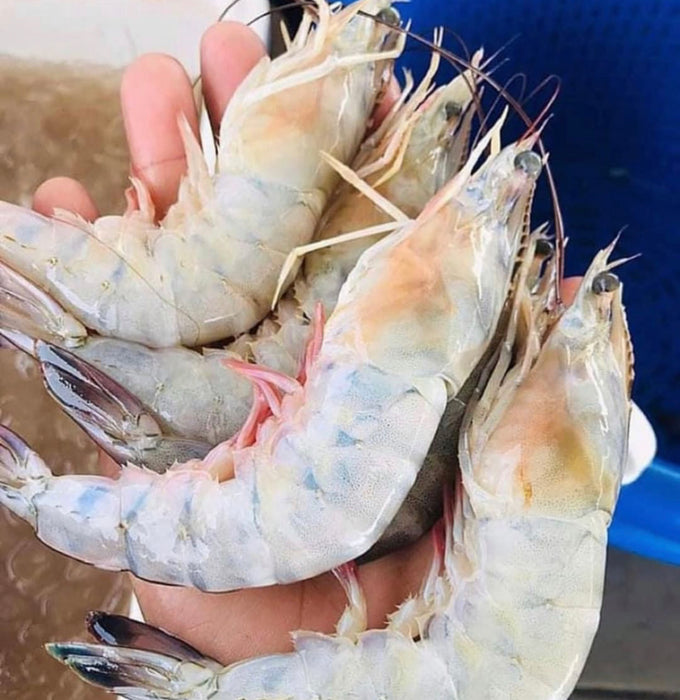 Jumbo Mayport White Shrimp (Whole)