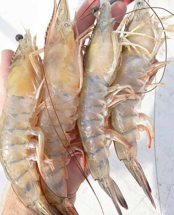 Jumbo Mayport White Shrimp (Whole)