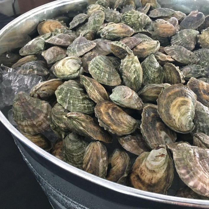 East Coast Live Oysters Bulk Box