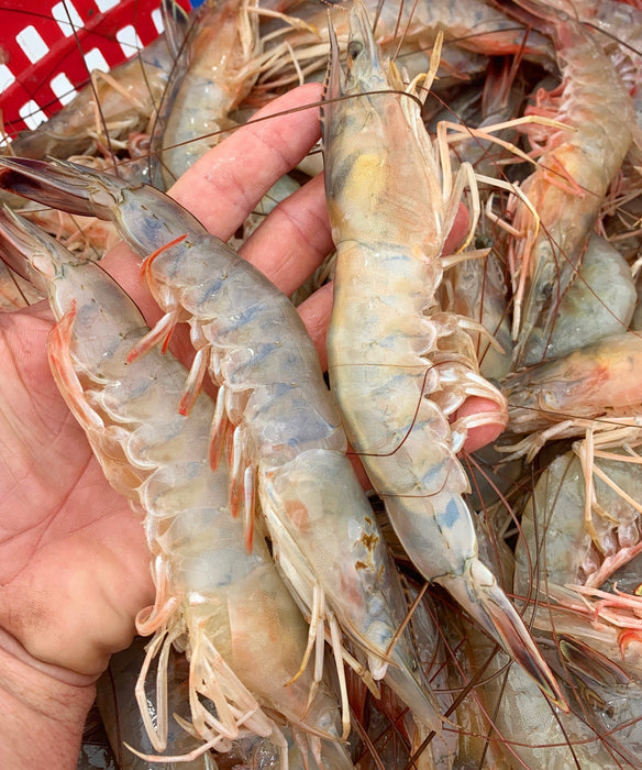 Jumbo Mayport White Shrimp (Whole)